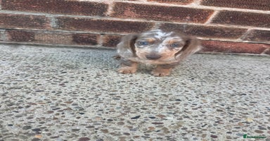 Dachshund dogs - Advert 13