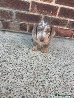 Dachshund dogs - Advert 13