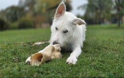 Mixed Breed dogs for adoption:  ARIEL with the bunny rabbit ears  - Image 4