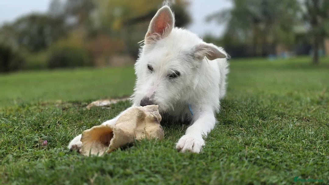 Mixed Breed dogs for adoption:  ARIEL with the bunny rabbit ears  - Image 4