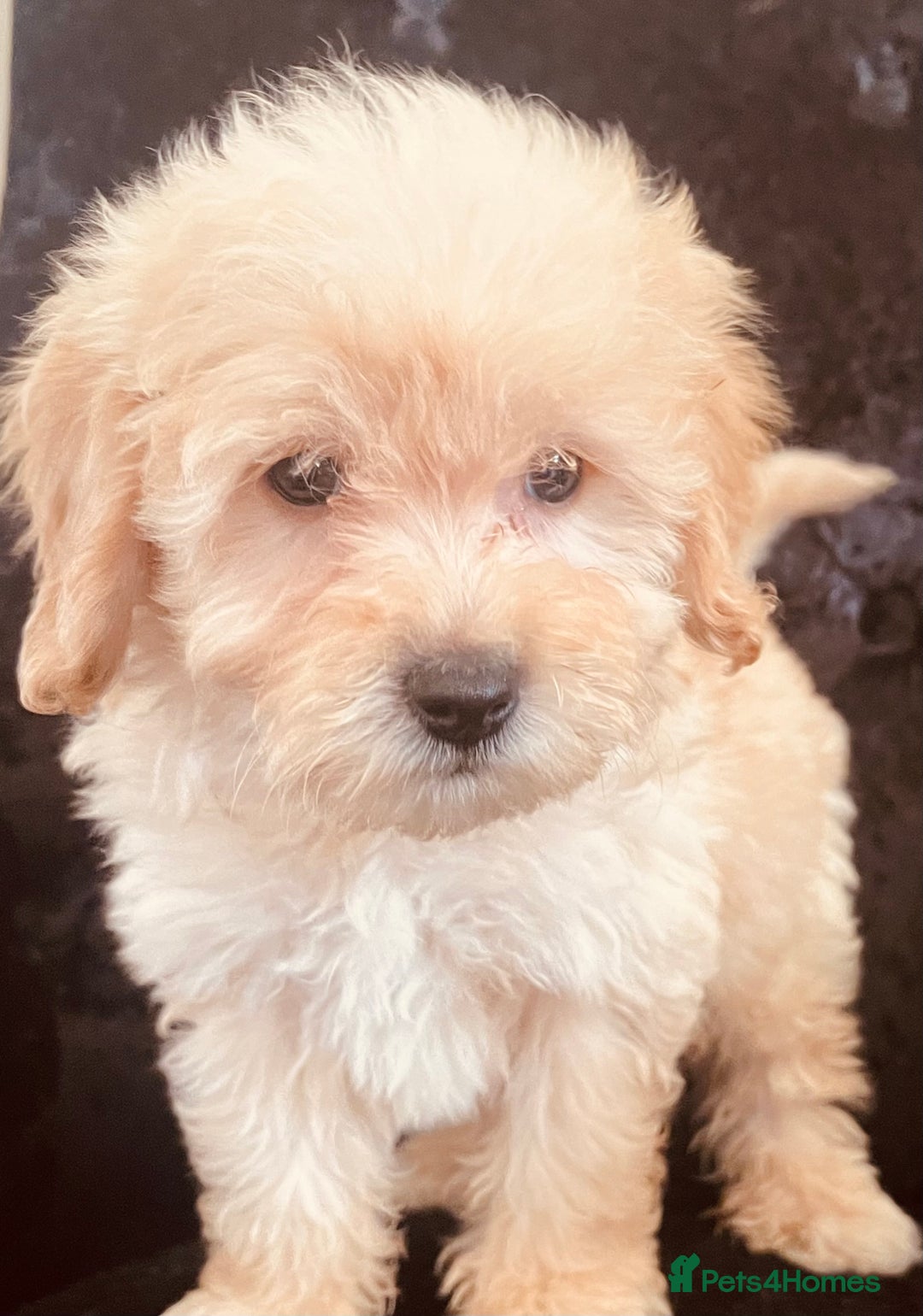 Goldendoodle dogs for sale: Adorable Golden Doodle F1B Miniature Boy  - Image 1