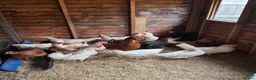 Chickens poultry for sale: Chickens and eggs!! - Advert 4