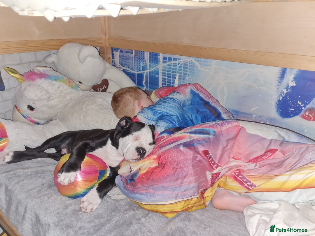 Mixed Breed dogs for sale: 15 week old old english bulldog x America buldogl - Advert 4