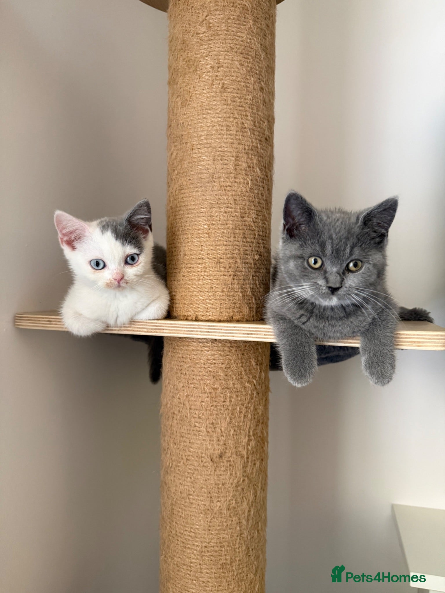 British Shorthair cats REDUCED - pretty BSH girls  - Advert 2