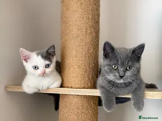 British Shorthair cats REDUCED - pretty BSH girls - Advert 17