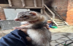 Ferret rodents for sale: 4 silver hob kits  - Image 2