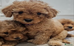 Cavapoo dogs for sale: Red F1B Toy Cavapoos - Image 7