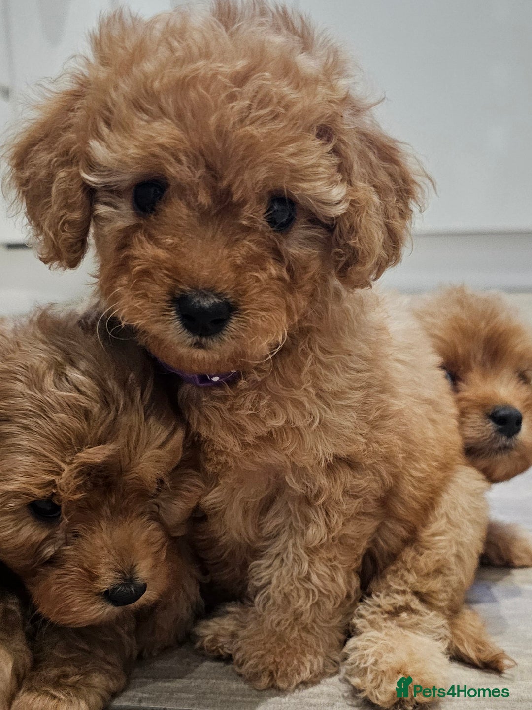 Cavapoo dogs for sale: Red F1B Toy Cavapoos - Image 7