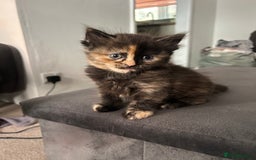 Domestic Shorthair cats for sale: 5 fluffy kittens  - Image 5