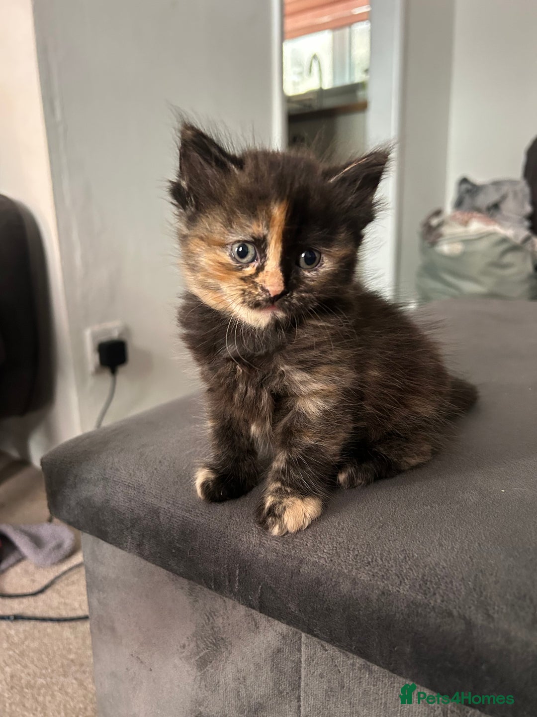 Domestic Shorthair cats for sale: 5 fluffy kittens  - Image 5