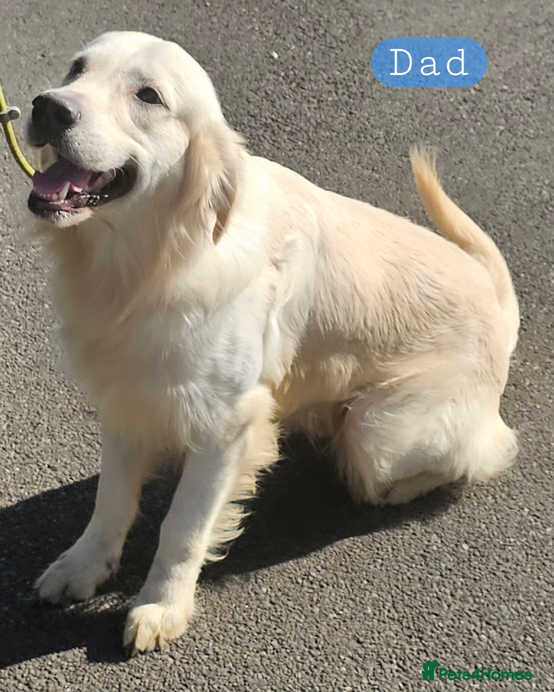 Golden Retriever dogs for sale: KC ADDORABLE CUTE GOLDEN RETRIEVER PUPPIES - Advert 2