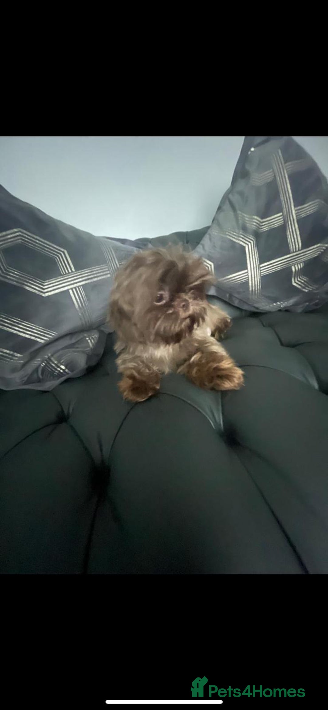 Shih Tzu dogs for sale: Imperial shih tzu pups  - Image 18
