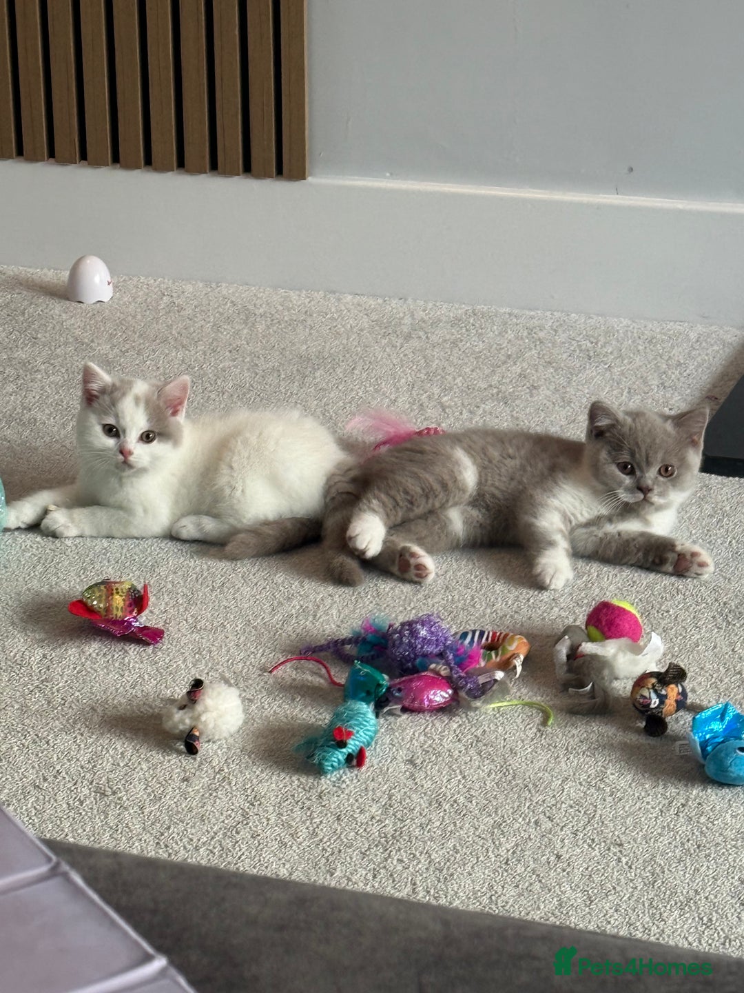 British Shorthair cats for sale: Registered British short hair babies available  - Advert 3