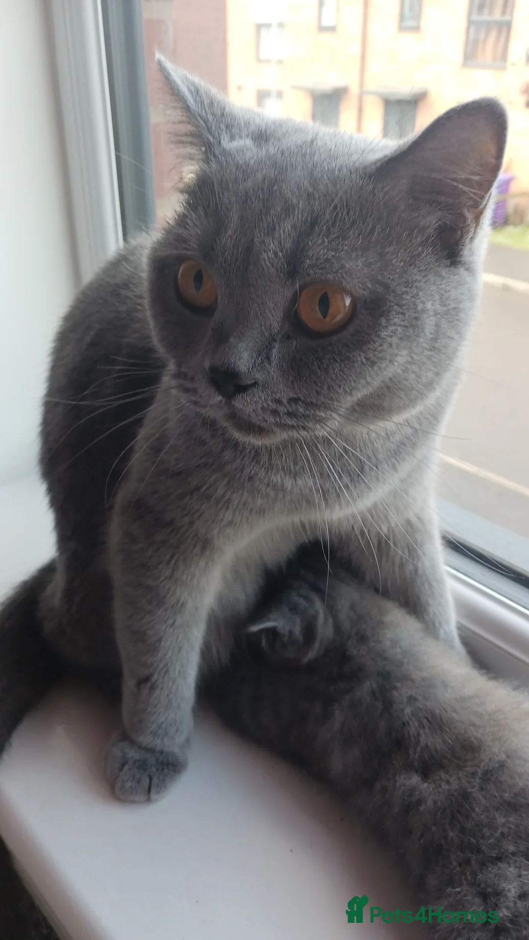 British Shorthair cats for sale: Beautiful British Shorthair Kittens for Sale - Advert 2