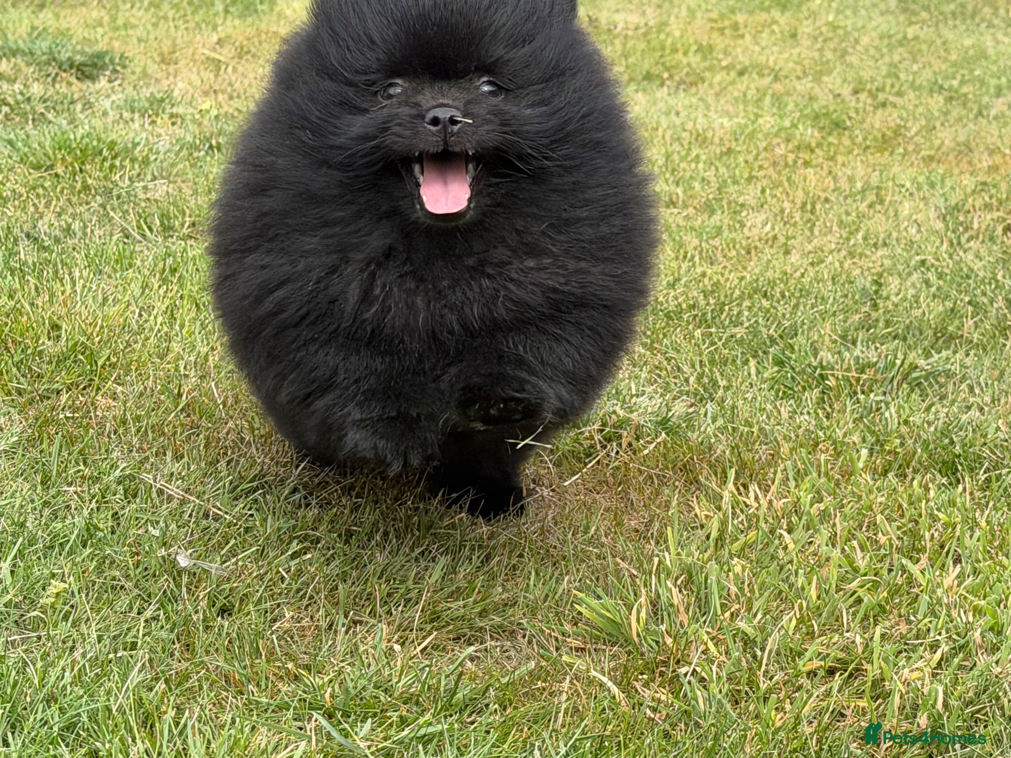 Pomeranian dogs 🧸 TOP QUALITY TEDDY BEAR POMS 🧸 - Advert 10