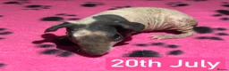 Guinea Pig rodents for sale: Skinny Pig Sows  - Advert 4