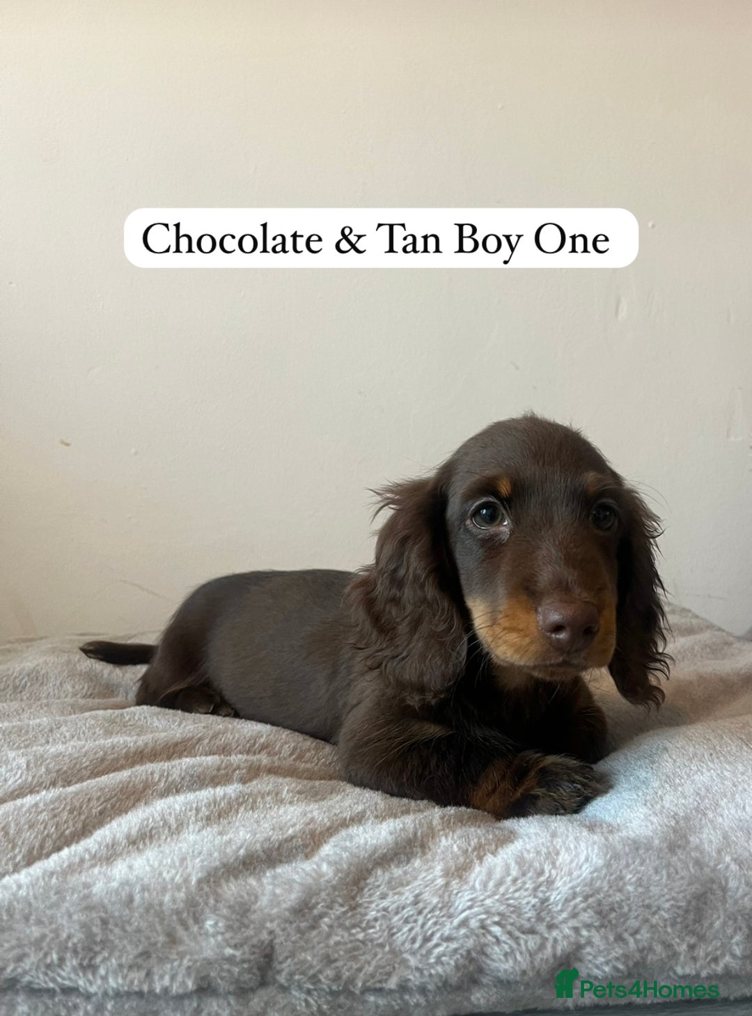Miniature Dachshund dogs for sale: Last Long Haired Miniature Dachshund puppy in Gravesend - Image 4