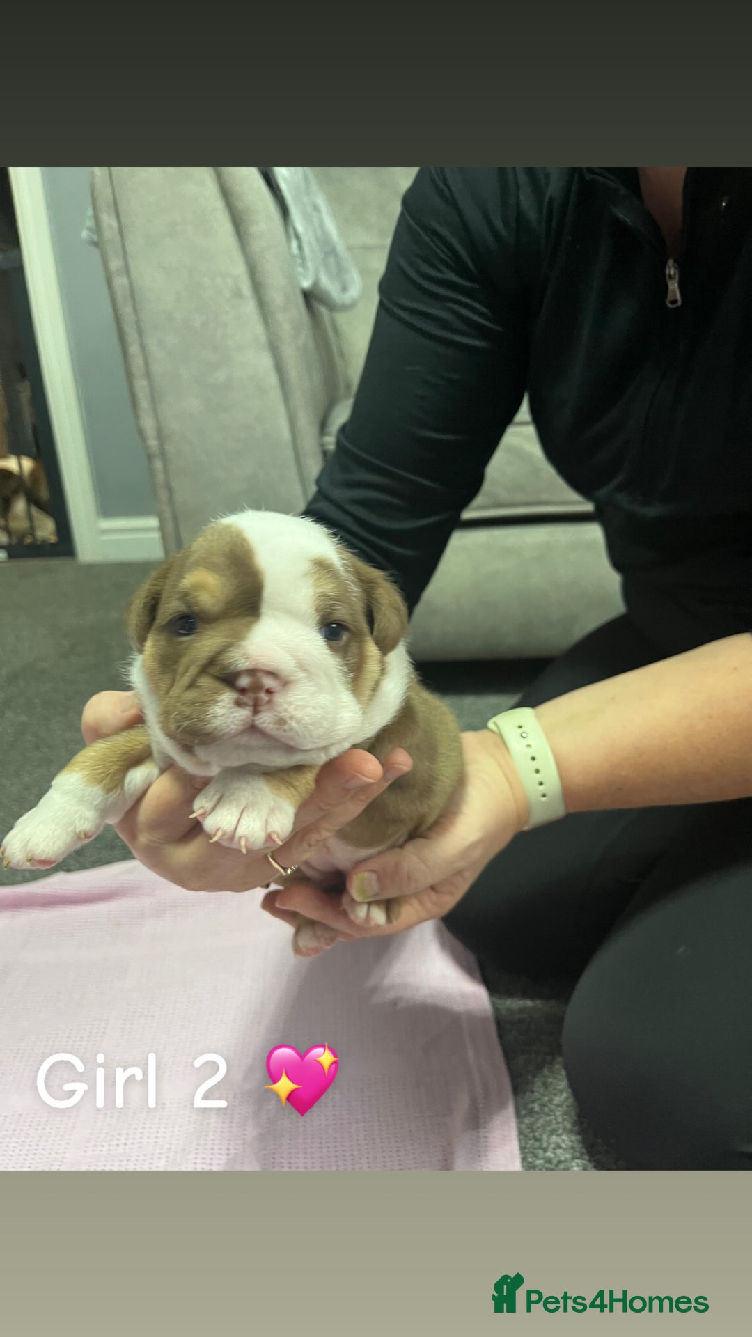 English Bulldog dogs for sale: 🐶 KC Registered English Bulldog Puppies 🐶 - Image 21
