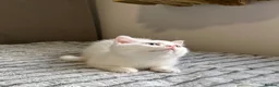 British Shorthair cats for sale: 🐾 TICA Reg BLH / BSH Kittens  🐾 - Advert 8
