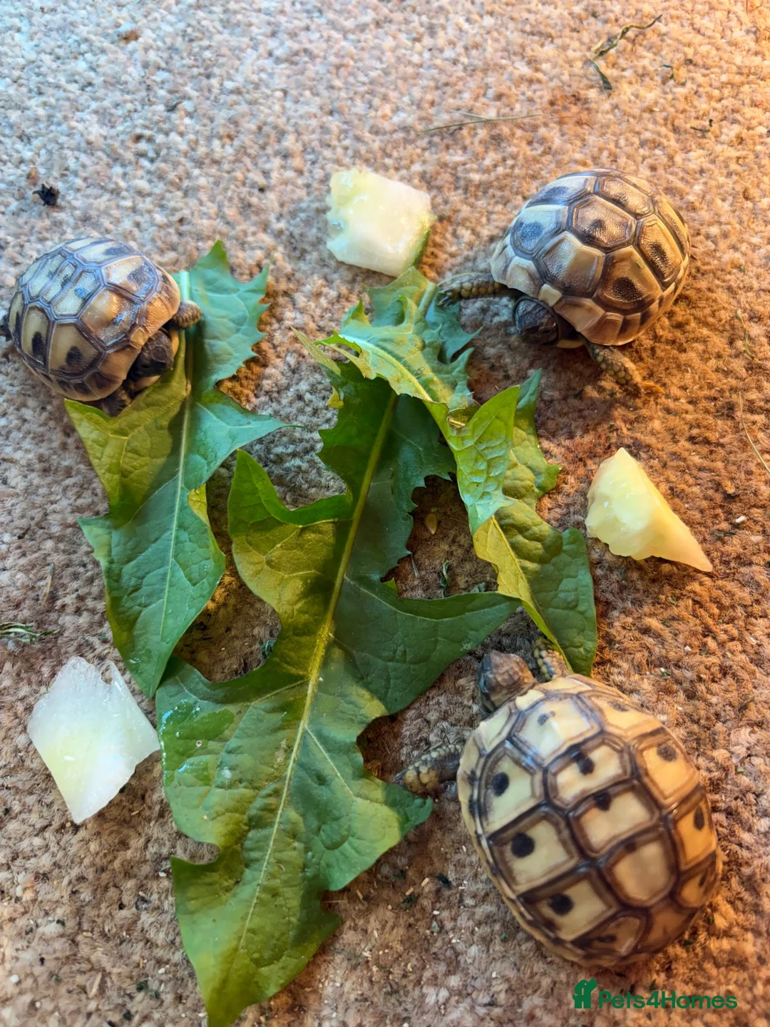 Hermann Tortoise reptiles for sale: Beautiful Hermann tortoises - Advert 3