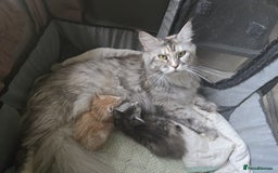 Maine Coon cats for sale: 2 Left! Red Smoke Boy and Torbie Girl - Image 7