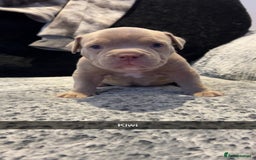 American Bully dogs for sale: Stunning pocket bullie’s  - Image 17