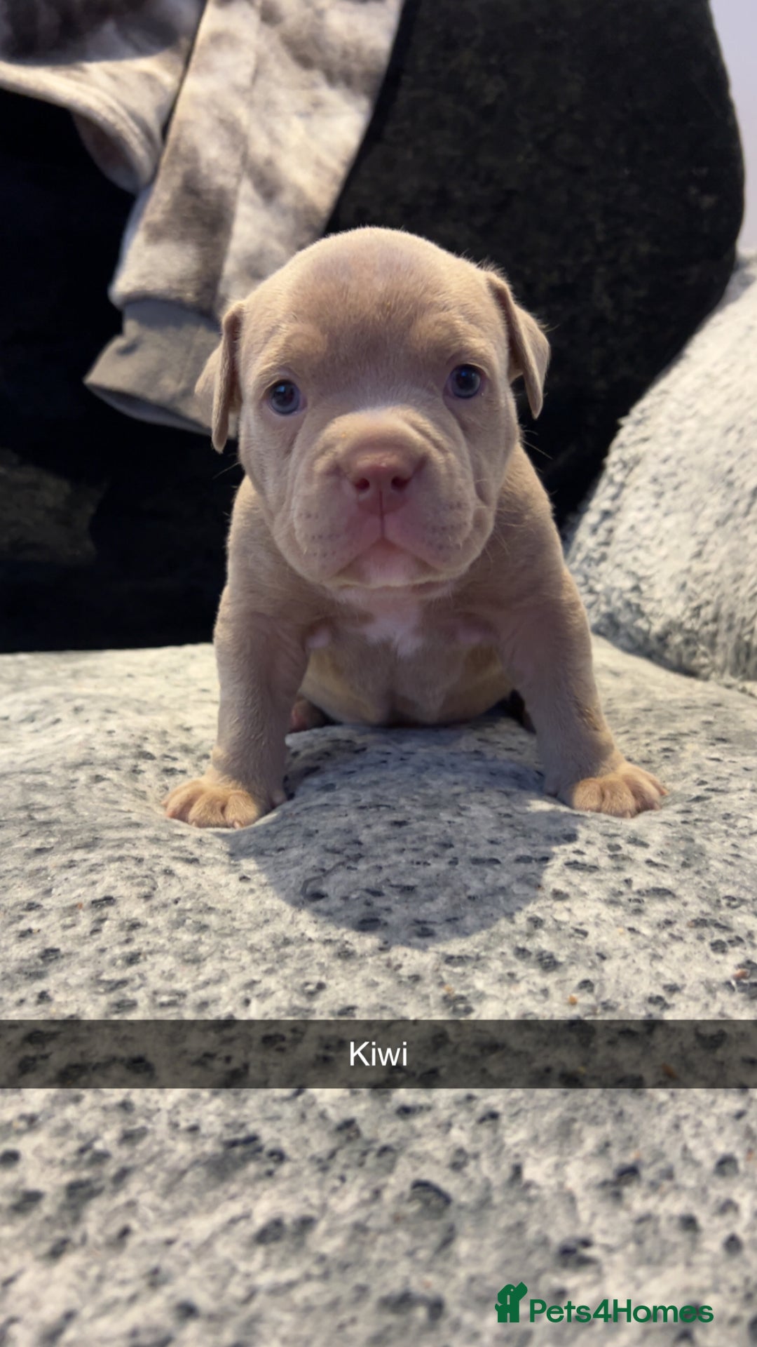 American Bully dogs for sale: Stunning pocket bullie’s  - Image 17