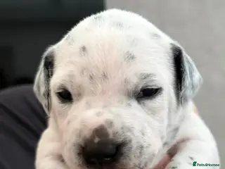 Mixed Breed dogs Gorgeous family puppies - Advert 6