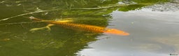 Koi Carp fish for sale: Koi Carp for Sale (rehoming due to baby and dog)  - Advert 34