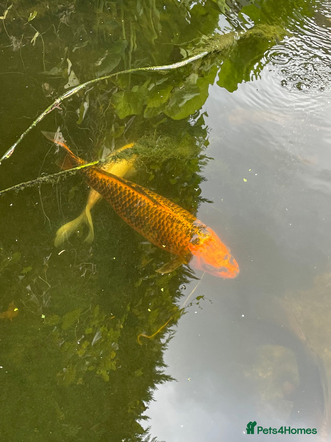 Koi Carp fish for sale: Koi Carp for Sale (rehoming due to baby and dog)  - Advert 34