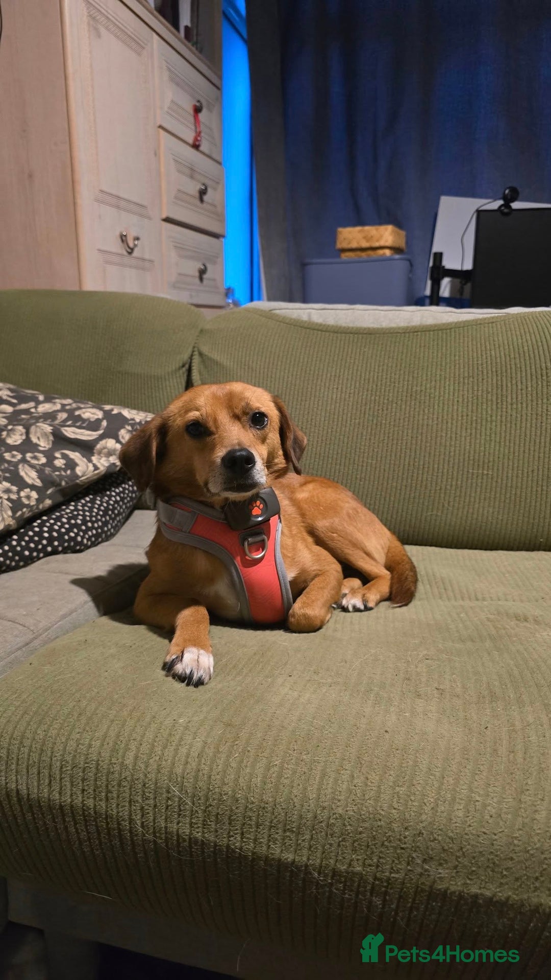 Mixed Breed dogs for adoption: Michael for adoption!  - Advert 2