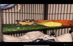 Sugar Glider rodents for sale: Two sugar gliders + large cage  - Image 1