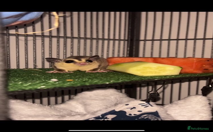Sugar Glider rodents - Advert 6