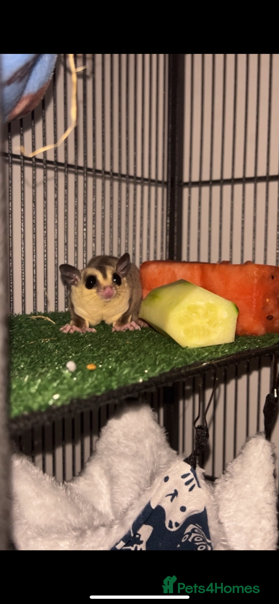Sugar Glider rodents for sale: Two sugar gliders + large cage  - Image 1