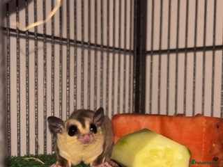 Sugar Glider rodents - Advert 2