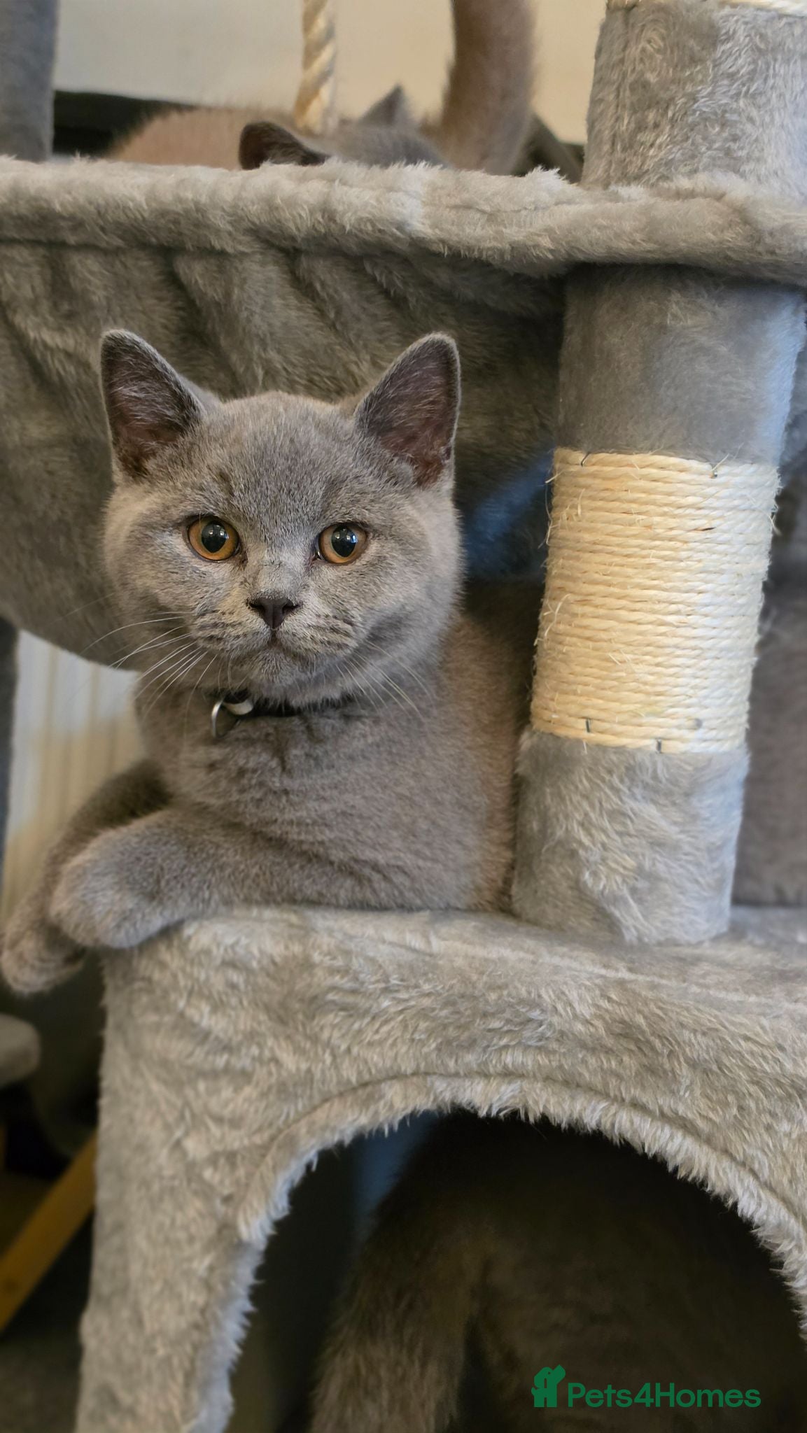 British Shorthair cats ‼️LAST BLUE MALE £650 KITTEN ‼️GCCF ACTIVE‼️ - Advert 18