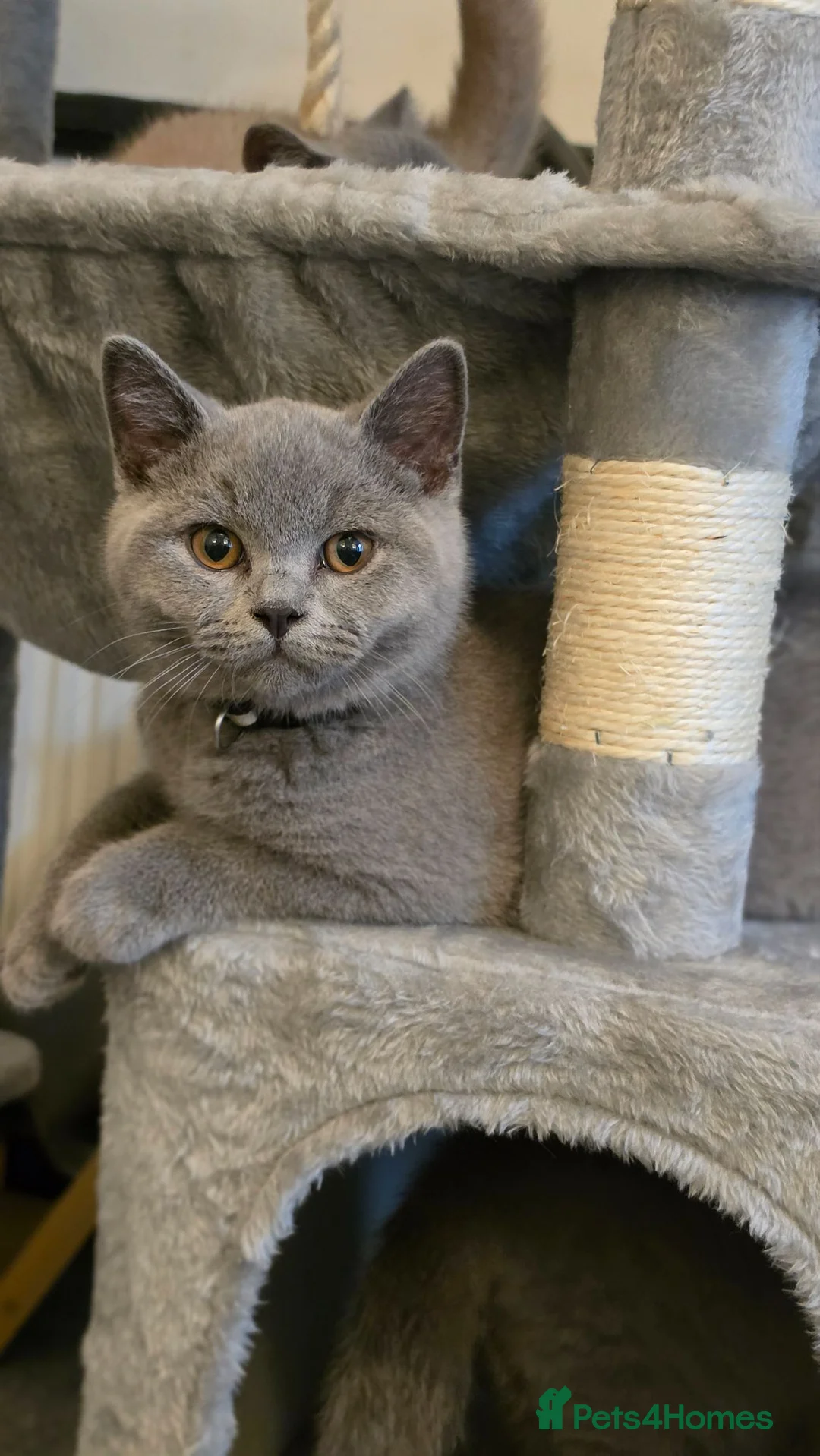 British Shorthair cats for sale: ‼️BSH MALE £400 KITTEN ‼️GCCF‼️ - Advert 1