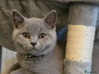 British Shorthair cats ‼️LAST BLUE MALE £650 KITTEN ‼️GCCF ACTIVE‼️ - Advert 18