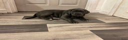 Cane Corso dogs for sale: Big furry floofballs - Advert 9