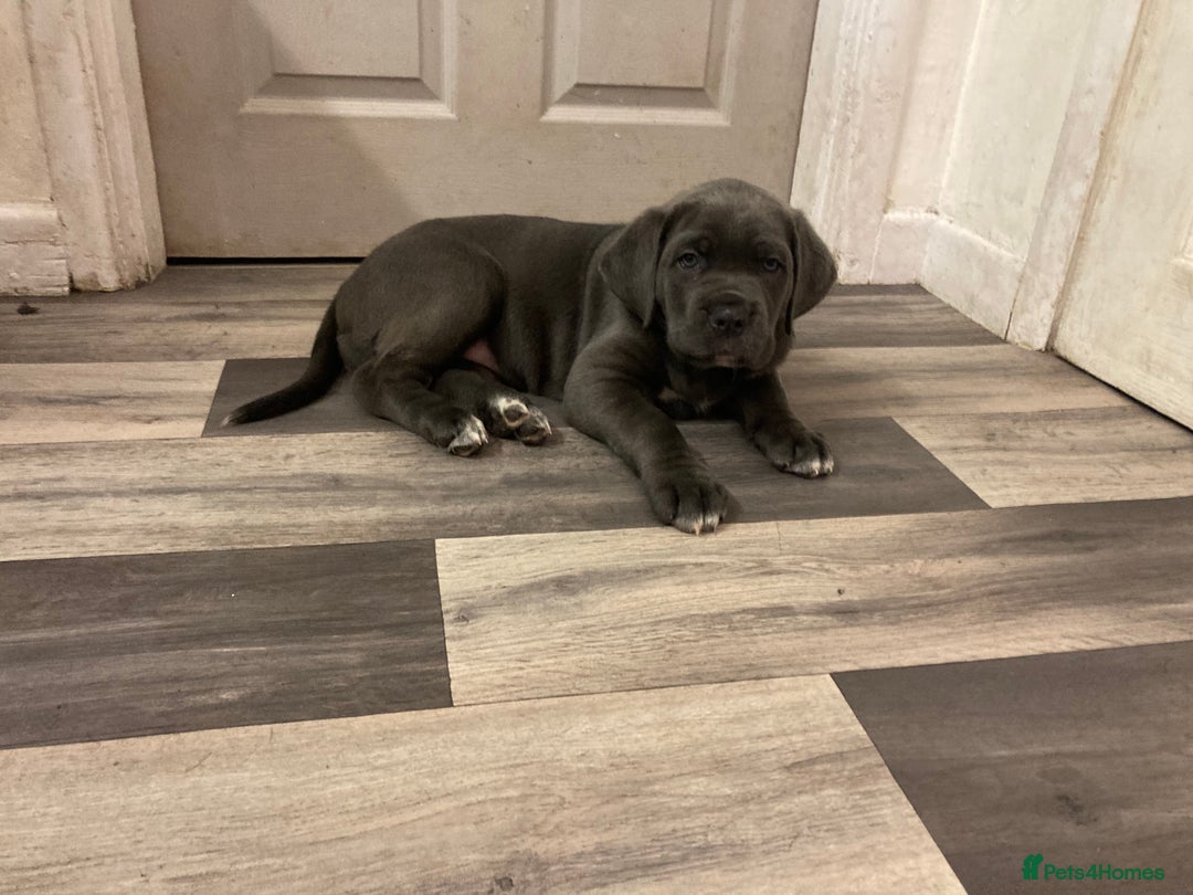 Cane Corso dogs for sale: Big furry floofballs - Advert 9