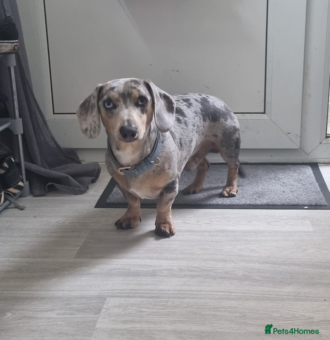 Dachshund dogs for sale: Ready now, last 3 Dachshund Puppies - Image 12