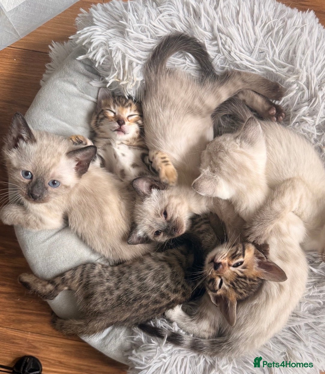 Mixed Breed cats Stunning Bengal Cross Ragdoll Kittens - Advert 2