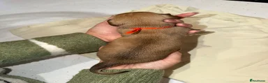 Chomp