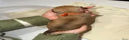 Miniature Dachshund dogs for sale: Isabella & cream dapple puppies  in Barnsley - Advert 26