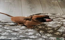 Boxer dogs for sale: Boxers 2 bitches - Image 2