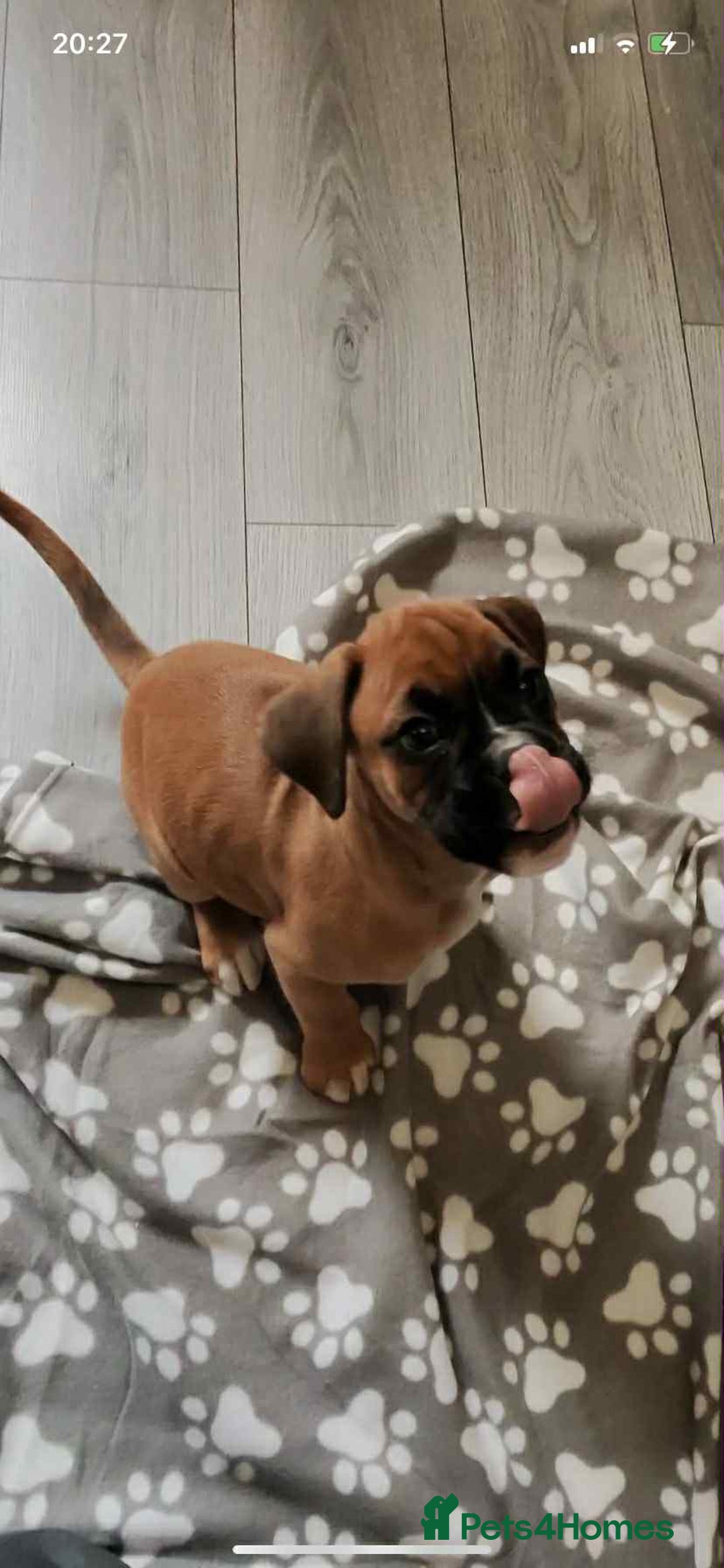 Boxer dogs for sale: Boxers 2 bitches - Image 2
