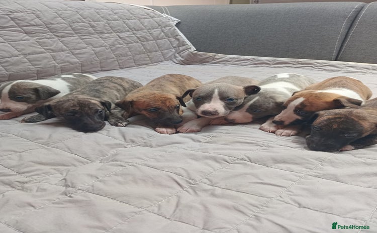 Whippet dogs - Advert 3