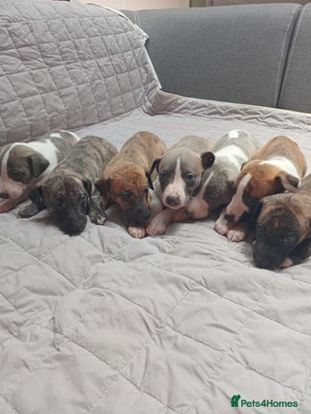 Whippet dogs - Advert 2