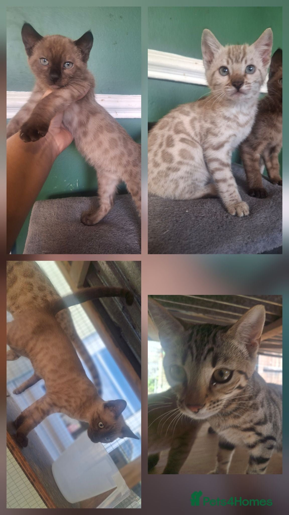 Bengal cats Beautiful bengals females ready now - Advert 5
