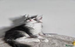 Maine Coon cats for sale: Maine coon male - Image 2